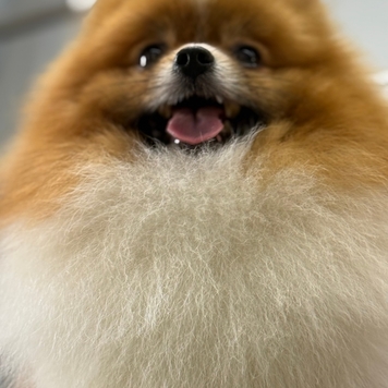 Любите ли вы своих клиентов так, как любит своих...