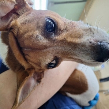 Наши пациенты: Дэни
🐕 На фото: джек-рассел терьер Дэни и...