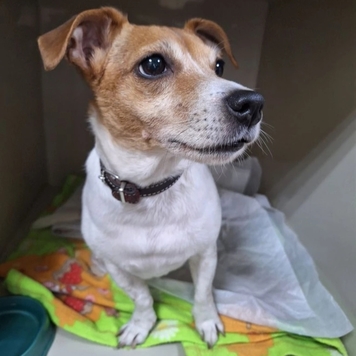 Наши пациенты: Дэни
🐕 На фото: джек-рассел терьер Дэни и...