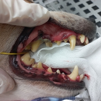 Наши пациенты: Дэни
🐕 На фото: джек-рассел терьер Дэни и...