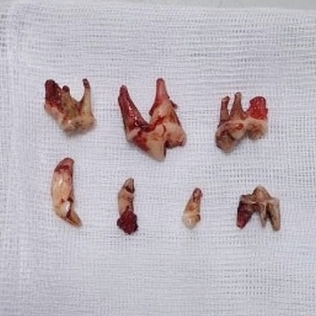 Наши пациенты: Дэни
🐕 На фото: джек-рассел терьер Дэни и...