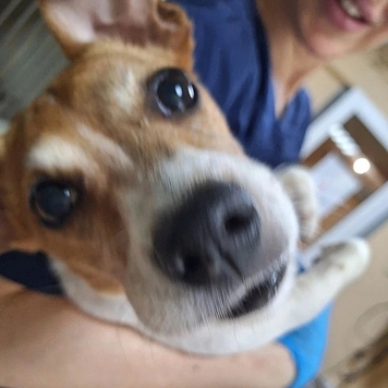 Наши пациенты: Дэни
🐕 На фото: джек-рассел терьер Дэни и...