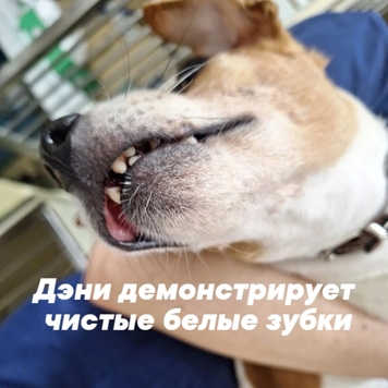 Наши пациенты: Дэни
🐕 На фото: джек-рассел терьер Дэни и...