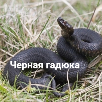 Осторожно: ЗМЕИ
