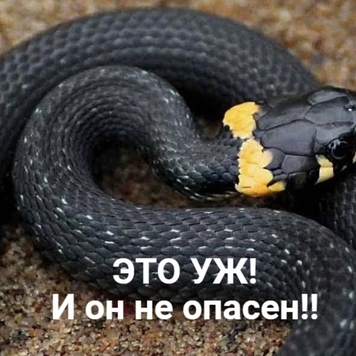 Осторожно: ЗМЕИ