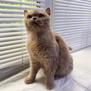 НАЙДЕНА КОШКА!