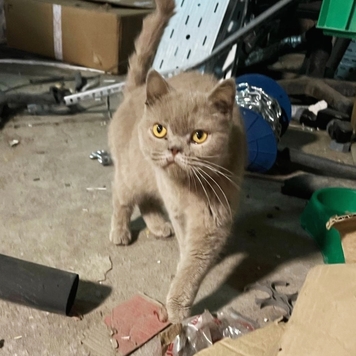 НАЙДЕНА КОШКА!