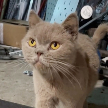 НАЙДЕНА КОШКА!