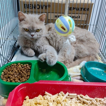 НАЙДЕНА КОШКА!