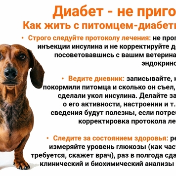 Все, что надо знать о сахарном диабете собак и кошек,...