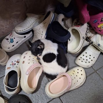 Сегодня не стало нашей Тони 😭 Тонечку знали многие...