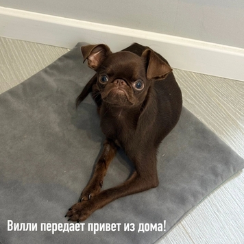 Внимание: ПИРОПЛАЗМОЗ!