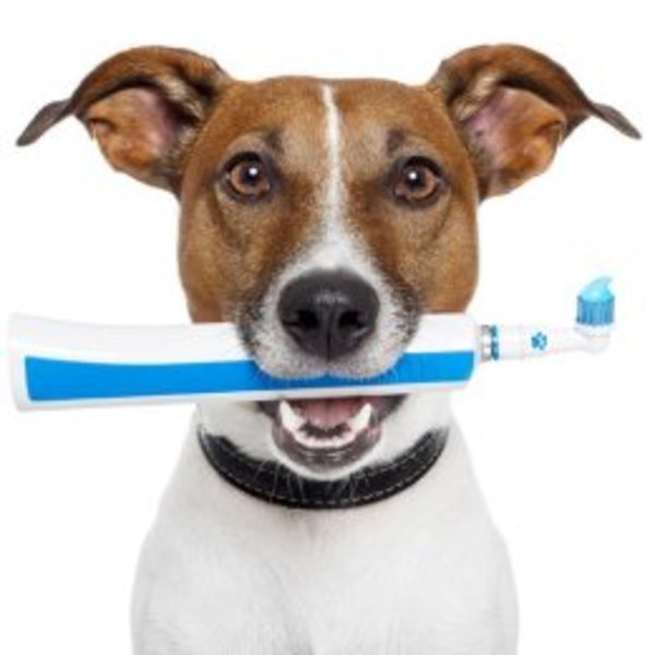 удаление молочных зубов у собак