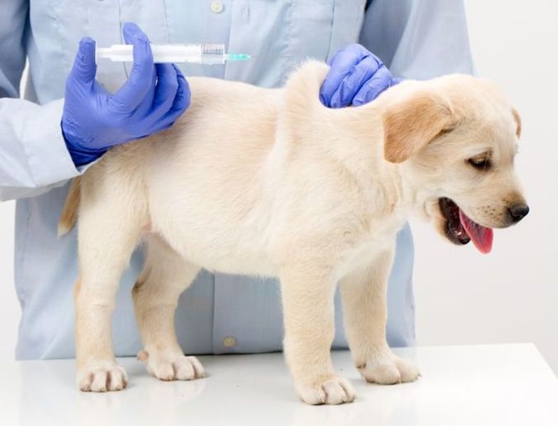 вакцинация собак от чумы Тверь