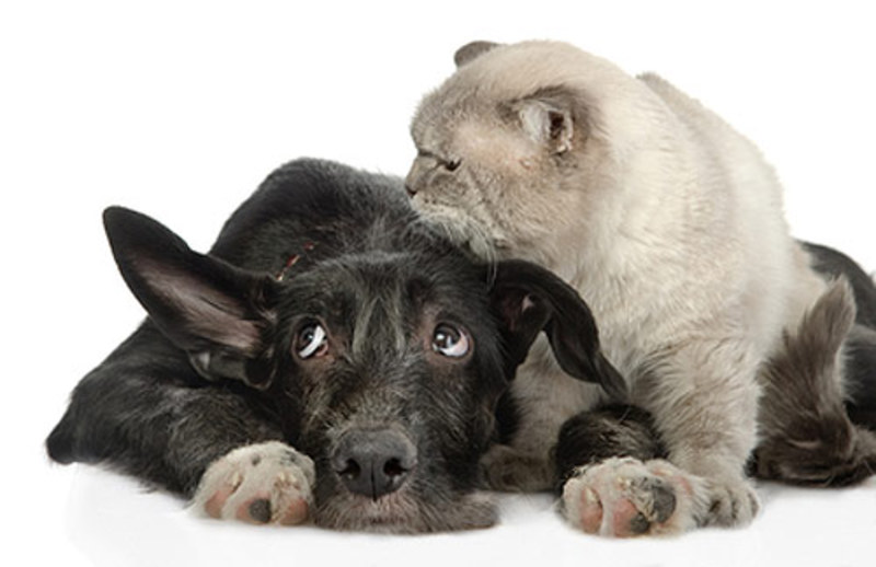 Собака плохо слышит. Потерялась собаки кошки картинки. Кошки и собаки не вредные. Белых щенки с плохим слухом.