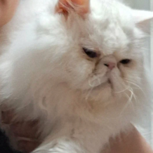 Елена Алексеева